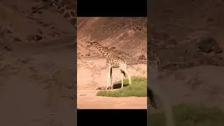 Lion attack, Giraffe save his baby from lion #lion #lionattack #giraffe