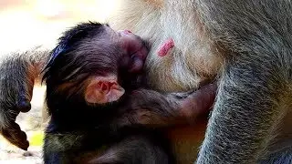 Day2 Update Newborn Baby Monkey Jilla! Baby Looking So Healthy and Hungry Milk!