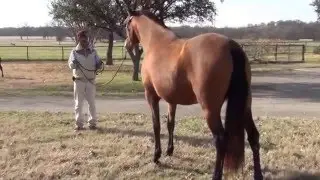 Valencia's walk