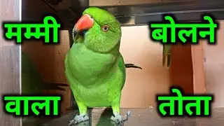 Talking parrot video || Mummy Mitthu Mitthu Bolne Wala Tota (⁠◕⁠ᴗ⁠◕⁠✿⁠)