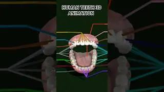 HUMAN TEETH 3D ANIMATION #youtube #youtubeshorts#trending#reels#love #biology#mbbsmotivation#shorts