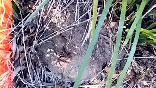 5 Early Signs of Termites in Brisbane Homes | Ben&rsquo;s Termite Pest Control