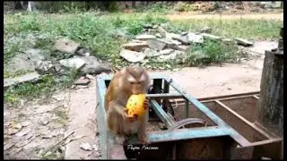 Update: Kind Saro Shares Sweet Mangoes with Lumi, Lilla, Linda, Julie & Jennifer &mdash; All Safe Today 🐒🥭