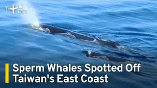 Sperm Whales Spotted Off Taiwan's East Coast | TaiwanPlus News