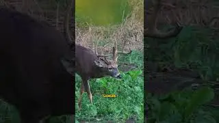 Los cuernos de terciopelo son blandos