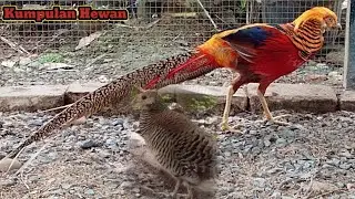 🔥 Ayam Jantan Orange Ekor Panjang! Gagah, Langka, Bikin Kagum