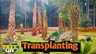 Flawless Guide To Transplanting Palm Trees: The Things That Actually Matter.