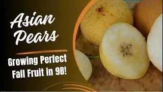 Growing Asian Pears | October Tasting in the Sonoran Desert