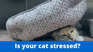 If your cat urinating out of the box??  It could be due to stress!
