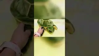 Soft Cute Green Turtle Tortoise Animal Plush Toy #softtoy #toys #animals #tortoise #amazon