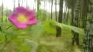MOV02501.3GP