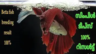 Betta fish breeding result 100%| fighter fish breeding tips Malayalam