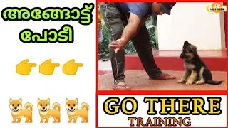 dog training :
