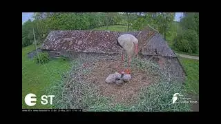 Tukuma/Latvias🌾 Pisklętom brakuje jedzenia...26.05.25