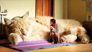 World's Biggest CAT-Big cats- liger ,LARGE CAT BREEDS-l-LIGER-SIBERIAN CAT,BENGAL CAT