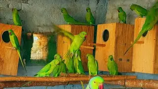 Ringneck Parrot Colony Breeding Pair Activities 🦜 | Parrots Mating & Nesting Behavior