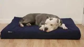 dogbed4less Orthopedic Memory Foam Waterproof Pet Bed review
