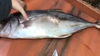 احلى طاجن سمك بياض هتاكليه على طريقتى تحفه😋