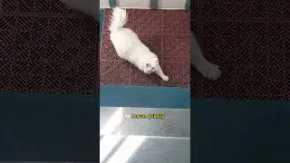 Sunny Meow Cat, Smart Kitty Life Tips #smartcat #meowcat #catlover