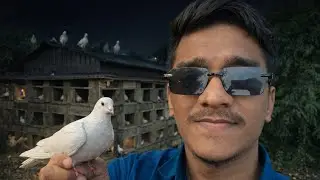 কবুতরের ঝাক MS Pigeon Loft is live!