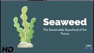 Seaweed: The Sustainable Superfood Revolution