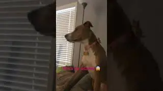 Dog barkin at dog 🐶
