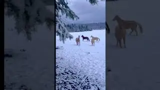 Horse Training Formation | Credit: kdp.photography (IG) #shorts, #house, #animalworldofficial