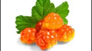 Meet The Rare Arctic Berry: Cloudberry