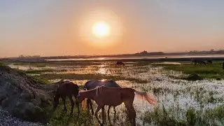 مولية رقاوية