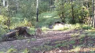 Mountain Lion - Big Kitty - #cougars  -  #nature  -  #new  #shortvideo  #Angel #Fire