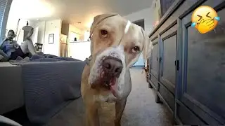 Sorry, I don't need problems! 🐕 Funny video with dogs, cats and kittens! 😺 Funniest Animals 2025