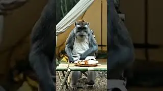 &ldquo;When a Monkey Cooks Like a Human | AI-Generated Jungle Chef&rdquo;