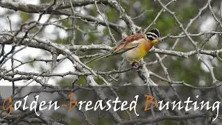 Golden-breasted Bunting (Emberiza flaviventris) Bird Call Video - Seedeaters | Stories Of The Kruger