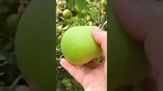 Twist clockwise to release the Bramley apple from the branch! #bramleyapples #bramley #apple
