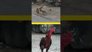 Ayam Jago Berkokok Tebal Saat Ayam Lain Mencari Makan | Deep Rooster Crowing While Chickens Forage