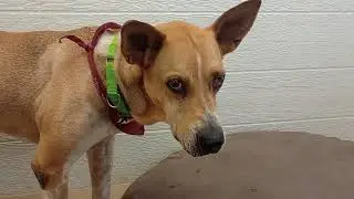 Santiago 5y A828995 sensitive guy has fragile stomach, just ate@TRN, from kennel 139 PACC shelter692