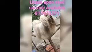 lhasa apso stud available from ernakulam edapally cheranellur 8129733171,,,9562733171