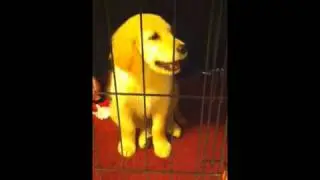 Cute Heidi in crate