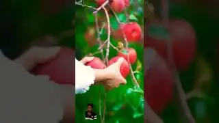 Apple 🍎 plucking in my garden 🏡#apple #appleplucking #shorts