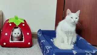 Mother cat, don't go. Mother cat and her kittens.