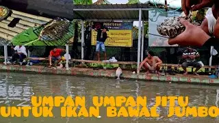UMPAN JITU IKAN BAWAL JUMBO STRIKE MANTAP DAN MAKAN BERSAMA..