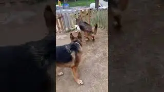 2 German Shepherd Dogs  attack Jack Russell Terrier  🐕🐶 #shorts