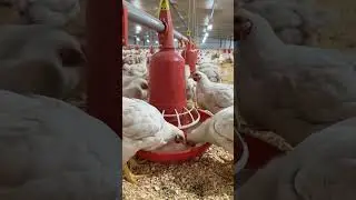 Broilers Drinking water in Open Control Broiler shed #chicken #chicken farming #broiler #poultry