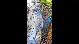 The Fish Hunter Jumped For Catch Big Monster Fish By Bamboo Cages Trap. Saima Fishing