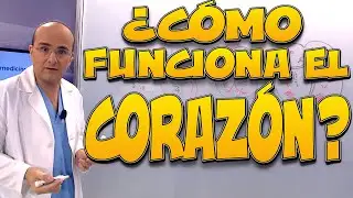 CORAZÓN ¿cómo funciona? - Cuerpo Humano #2