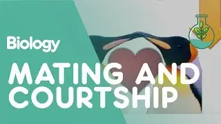 Mating & Courtship Behaviour | Ecology & Environment | Biology | FuseSchool