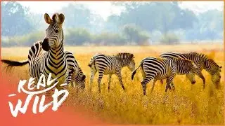 Explore The Enchanting World of South African Zebras 🦓