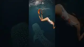 🦈 This was my Dream for Years!!! #travelvlog #nature #animals #whaleshark #indonesia