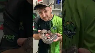 🦎🐸 EX&Oacute;TICOS OLVIDADOS en el VETERINARIO | #pit&oacute;n #serpiente #gecko #tokay #rana #litoria #rescate