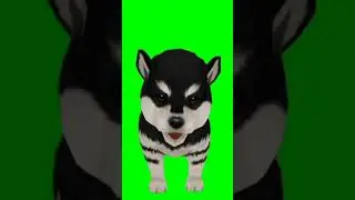 Dog Baby | Cute Dog Baby |Top 5 Dog Moment #doglovers #V